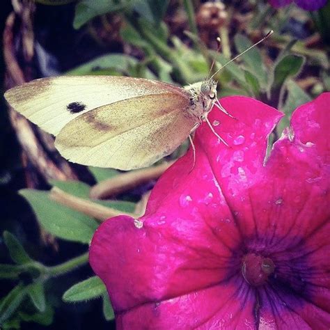 A White Butterfly And Pink Flower Photograph By Natalie Hardwicke