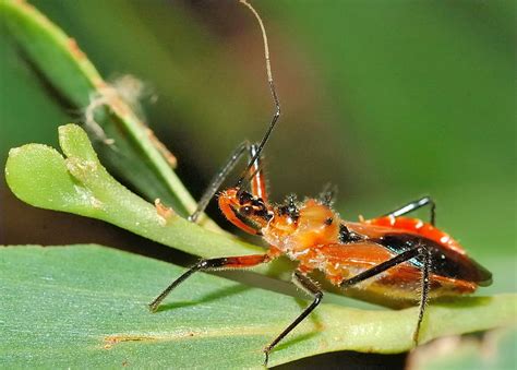 Dec 17, 2019 · the black flag mosquito octenol lure continuously eliminates flying insects, such as mosquitos and biting flies, so you can enjoy the great outdoors worry free. Orange Assassin Bug - Gminatus australia