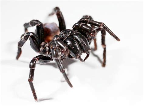 Sydney Funnel Web Spider Planet Deadly Facts