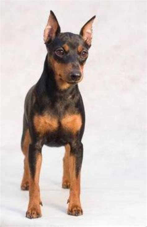 Miniature Pinscher Dog Breed Information Images Characteristics Health