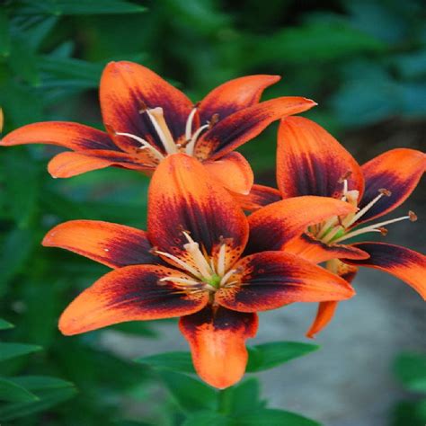 Asiatic Lily Bulbs Tango Mix Flower Bulbs Eden Brothers