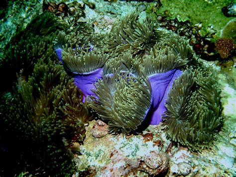 Purple Anemonehuge Diving The Anadaman Sea Thailand Vacation