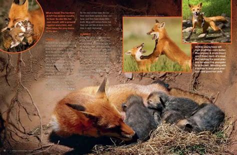Red Foxes Nwf Ranger Rick Cuddly Animals Red Fox Animal Book