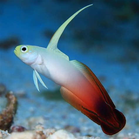 Firefish Goby Nemateleotris Magnifica