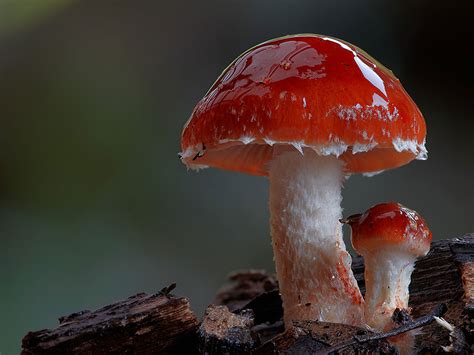 A Magical World Of Rare Mushrooms Revealed By Steve Axford