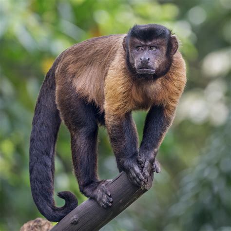 Did You Know That We Have Two Species Of Capuchin Monkeys In Guyana