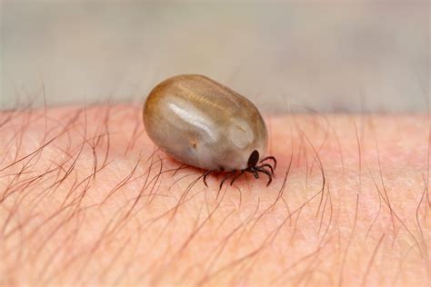 What Is A White Tick Sciencing