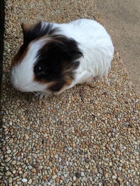 3 Months Female Guinea Pig For Sale Include All Living Accessories