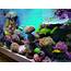 Client Comments Growth Is Amazing With Atlantik V4 Reef Aquarium LED 