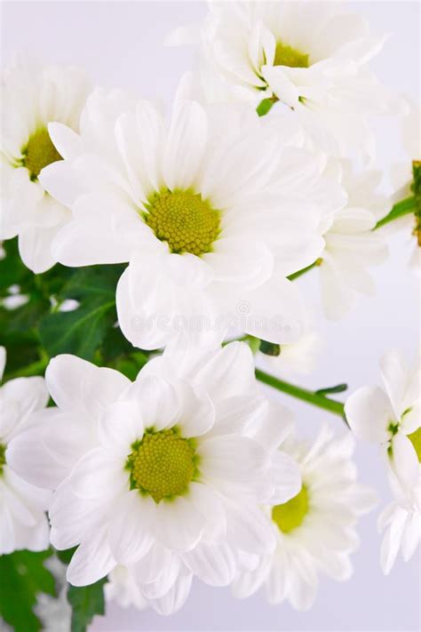 Beautiful Flowers On White Background Stock Image Image Of Flowers