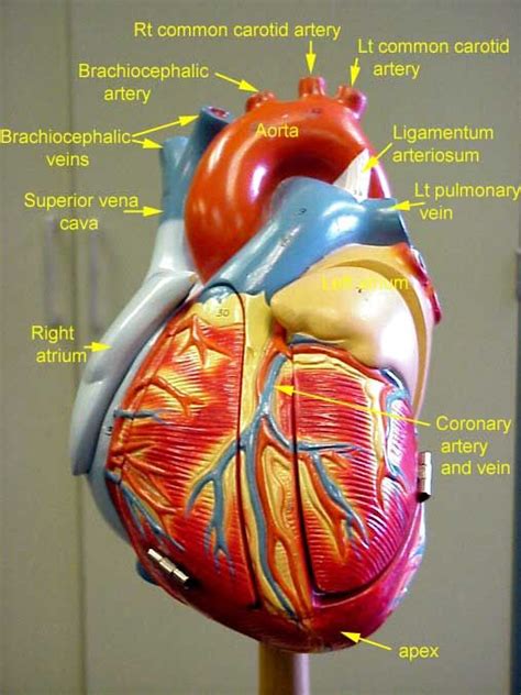 Heart blood flow system with blood vessel scheme. 17 Best images about Anatomy Lab 2 on Pinterest | Models ...