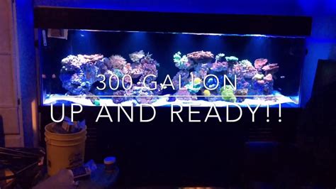 Introducing My 300 Gallon Reef Tank Youtube