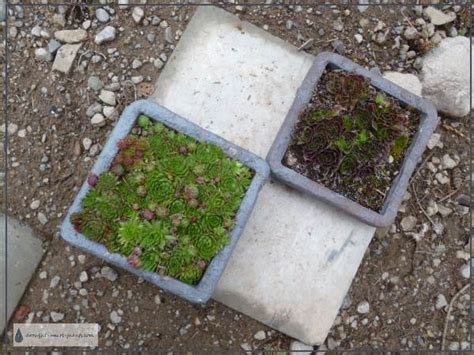 Stay to the right where the trail forks to head toward the tram station and ranger station. Styrofoam Planters - insulated and long lasting, surprisingly