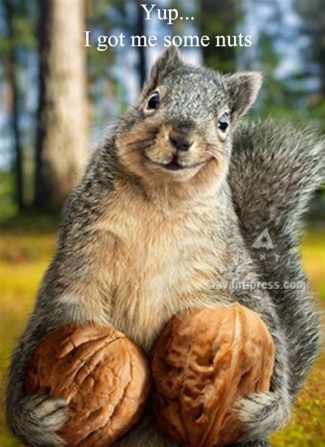 Funny Squirrel Pictures Nuts
