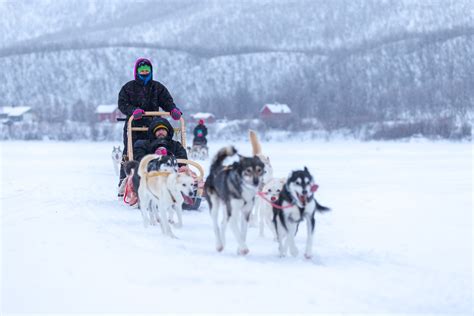 Husky Sledding In The Arctic Utsjoki Aurora Holidays