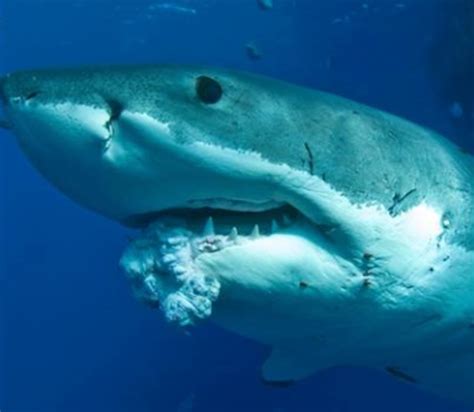 Forget The Myth Sharks Do Get Cancer Even Great Whites Nbc News