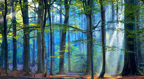 The Enchanted Forest Iii — Lars Van De Goor