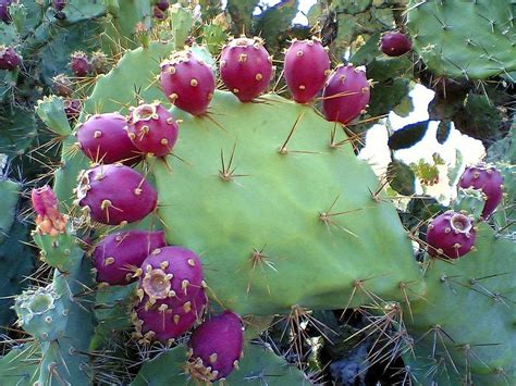 The Outdoor Survivalist Edible Desert Plants