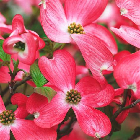 3 Gal Red Flowering Deciduous Dogwood Tree Dogred03g The Home Depot
