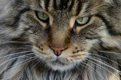 Another common, but vague, method of telling the difference between a male and a female cat is size and weight. Male vs. Female Maine Coons (Picking the Gender | Cats ...