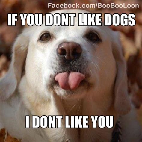 I Dont Like You If You Dont Like Dogs Funny Animals I Love Dogs