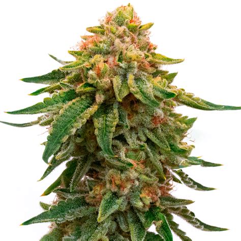 Orange Skunk Feminized Marijuana Seeds | Homegrown ...