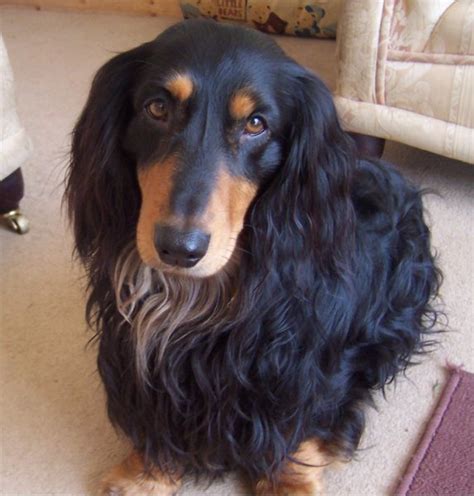 Long hair chihuahua dog b&w portrait with black background. Dachshund Puppies Breeders Dachshunds