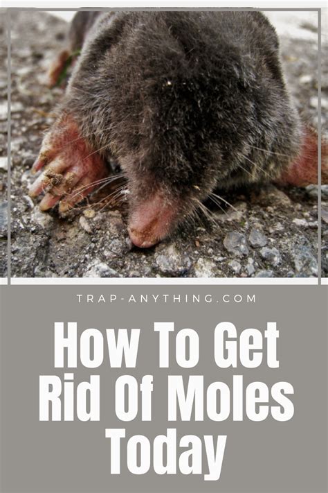 How To Get Rid Of Moles Mole Repellent Mole Removal Yard Mole Removal