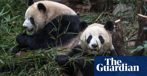 Panda Conservation Efforts Failed To Protect Other Mammals Study