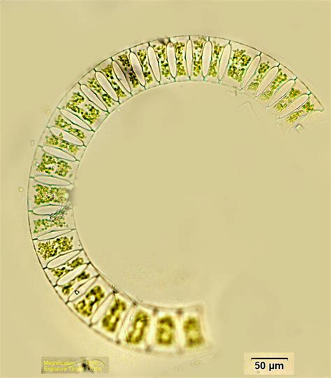 Diatoms Biology