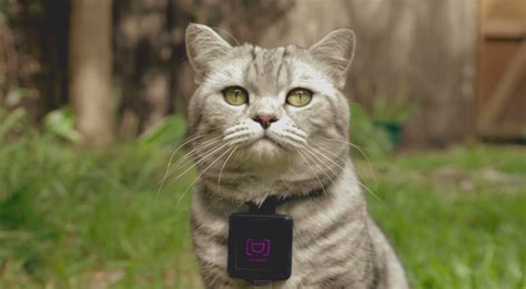 Cats Collar Camera Catstacam Auto Uploads To Instagram