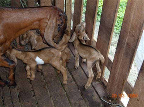 5 perkahwinan manusia & haiwan pelik tapi benar. DUNIA SAINS: Haiwan Yang Melahirkan Anak Banyak