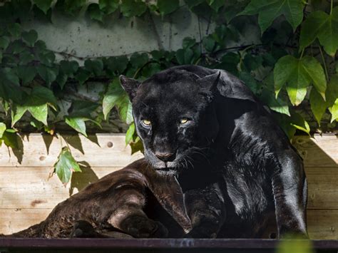 Hintergrundbilder 3100x2325 Px Schwarz Katze Gesicht Laub Jaguar