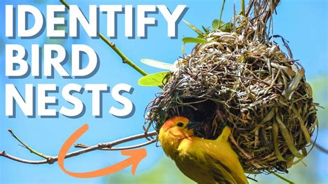 3 Best Tips For Bird Nest Identification For Newbie Birders Youtube