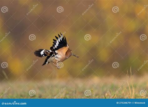 A Eurasian Hoopoe Flying In The Air Above A Grassy Field With Trees