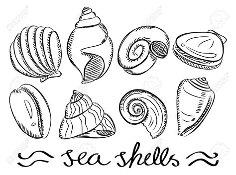 Set Of Sea Shells Doodle Stock Vector Shell Drawing Shell