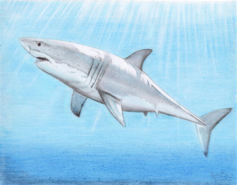 Free Free 104 Shark Fin Svg SVG PNG EPS DXF File