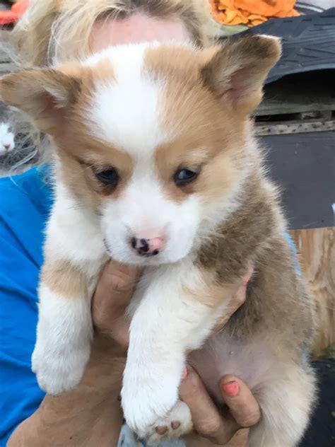 Quickly find the best offers for blue merle puppies for sale on newsnow classifieds. Pembroke Welsh Corgi Puppies For Sale | Nebraska City, NE ...