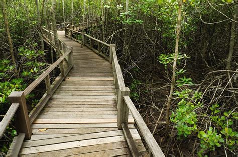 Wood Boardwalks Mangrove Forest Stock Photo By ©nuttakit 6533685