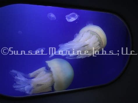 Custom Jellyfish Aquarium Gallery Sunset Marine Labs Live Jellyfish