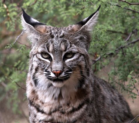 Historically, bobcats (lynx rufus, named for their short tail) could be found across the 48 contiguous united states, canada and mexico. Bobcats Removal - Virginia Professional Wildlife Removal ...