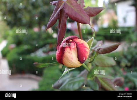 Close Up Of Rosebud Hi Res Stock Photography And Images Alamy
