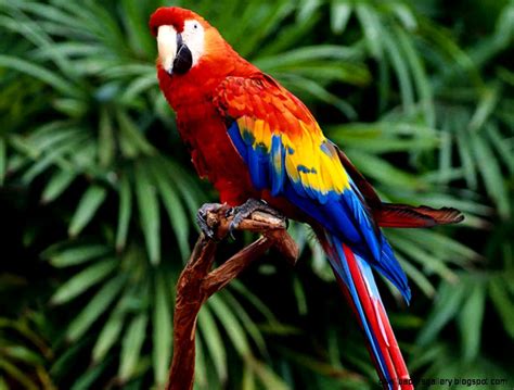 Tropical Rainforest Biome Animals Wallpapers Gallery