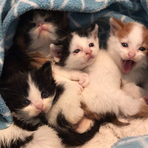 Search free crying cat ringtones on zedge and personalize your phone to suit you. Fisher Cat Crying Sound