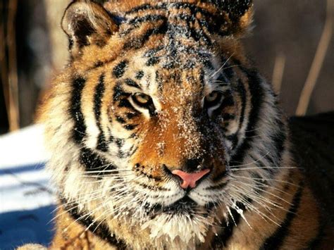 Тигр в снегу фото обои хищники тигр фотообои хищные животные обои