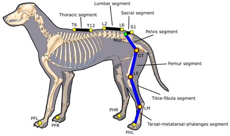 Veterinary Sciences Free Full Text A Canine Gait Analysis Protocol