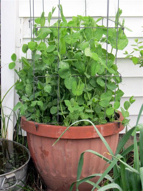 The Lazy Gardener Peas In A Pot Revisited
