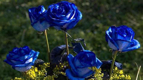 Blue Roses Are Blooming In The Garden Wallpapers And