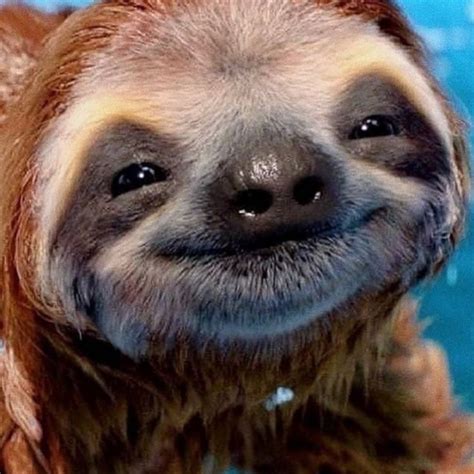 Have A Nice Day Rsloths