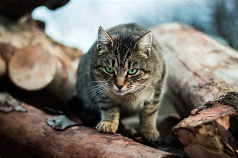 Our Cute Killers Cats Kill More Than 15 Billion Native Animals Per